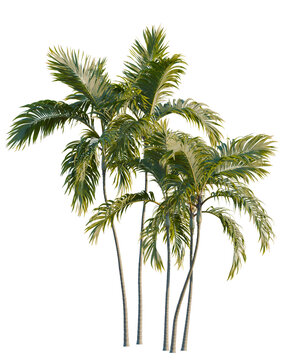 Archontophoenix alexandrae tree, elevation, front view, cutout, transparent background, isolate, Tall palm trees against a blue sky, perfect for tropical or summer themed designs.