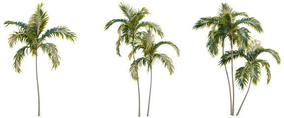 Archontophoenix alexandrae tree, elevation, front view, cutout, transparent background, isolate, Detailed close-up of a lush green palm tree, vibrant foliage, nature photography, tropical vibes © KP Stock