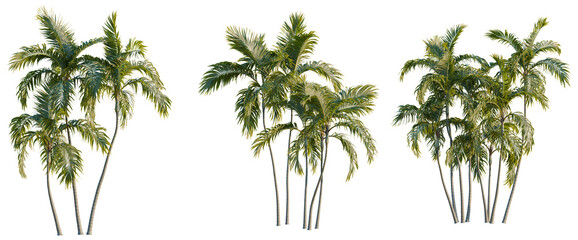 Archontophoenix alexandrae tree, elevation, front view, cutout, transparent background, isolate, Lush green palm trees in a tropical forest, vibrant foliage and natural beauty. © KP Stock