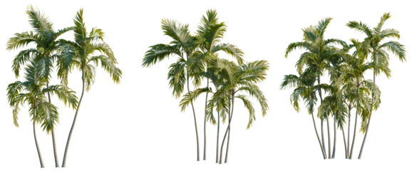 Fotobehang Tropisch Archontophoenix alexandrae tree, elevation, front view, cutout, transparent background, isolate, Lush green palm trees in a tropical forest, vibrant foliage and natural beauty.  © KP Stock