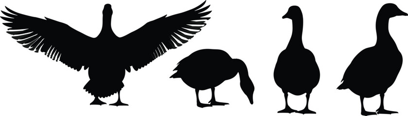 Black vector silhouette set of domestic geese and ducks in various poses including wings spread grazing and standing for farm nature and wildlife branding © MstHanufa