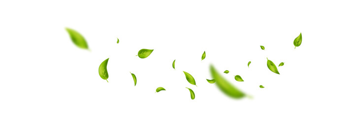 Green flying leaves banner. Leaf falling frame. Wave foliage ornament. Vegan, eco, organic product. Cosmetic pattern. Spring tree plant design. Fresh mint tea background. Air wind. Vector illustration © Liubov