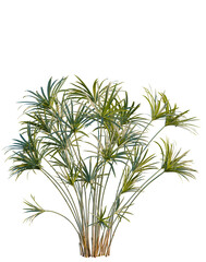 Fototapeta premium Cyperus alternifolius tree, elevation, front view, cutout, transparent background, isolate, Elegant Areca Palm Tree Branch, Lush Greenery, Tropical Leaves, Botanical Elements, Detailed Texture