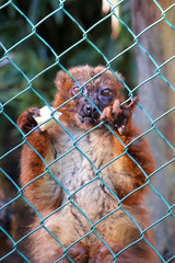 Fototapeta premium un lémurien à poils rouge