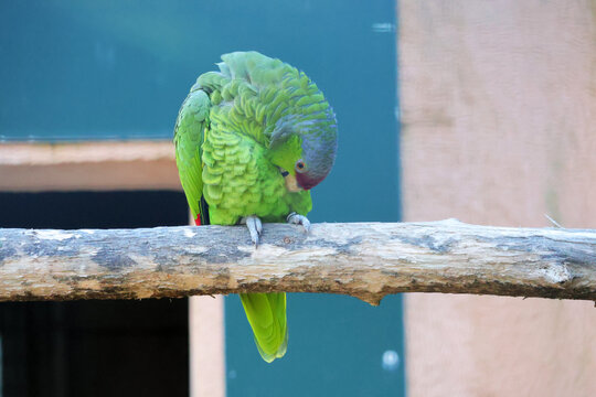 un perroquet vert en pleine toilette
