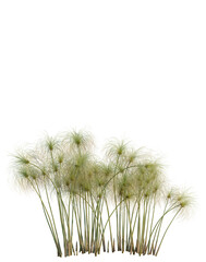 Obraz premium Cyperus papyrus tree, elevation, front view, cutout, transparent background, isolate, Tall green grass blades close up, detailed texture, nature background, fresh growth, vibrant color.