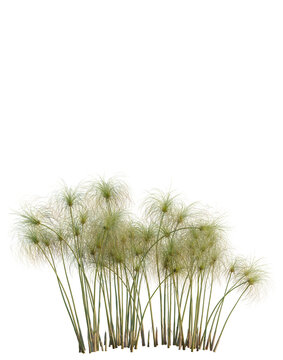 Cyperus papyrus tree, elevation, front view, cutout, transparent background, isolate, Tall green grass blades close up, detailed texture, nature background, fresh growth, vibrant color.