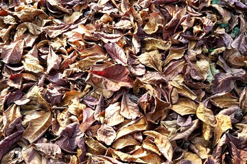 Natural background of dry brown fallen leaves on the ground.
