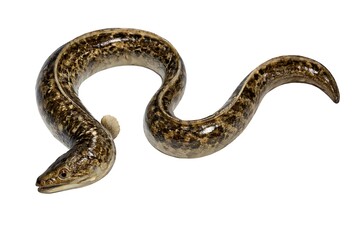 Brown Mottled Eel Curled On White Background With Transparent Background fish marine life