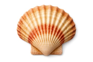 Obraz premium Scallop Seashell with Orange and Beige Stripes on White marine ocean