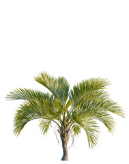 Naklejka premium Howea belmoreana tree, elevation, front view, cutout, transparent background, isolate, Detailed close-up of a lush green palm tree with vibrant fronds in a tropical setting.
