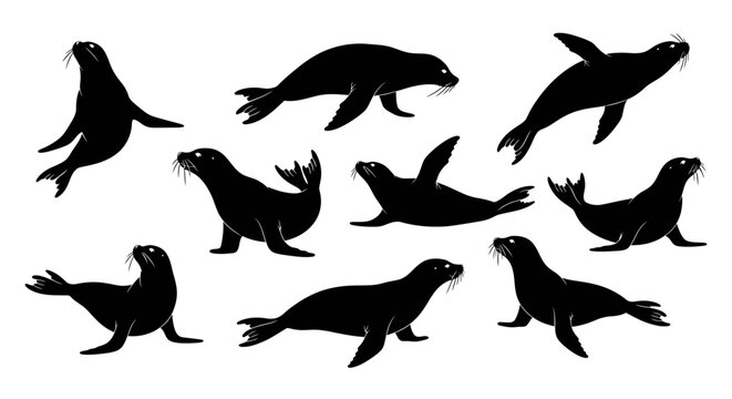 Collection of sea lion silhouettes in various poses and actions on a clean white background from different viewpoints