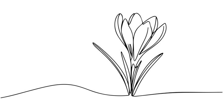 line art, bouquet of flowers crocus spring and summer, drawing with one line. vector illustration white background, Spring crocus flower in continuous line art drawing style. Minimalist black linear.