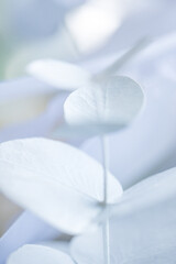 Close-up of delicate white eucalyptus leaves arranged elegantly against a soft blurred background, showcasing their unique shape and texture in a serene setting © Dasha Petrenko