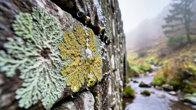 A serene close-up of lichen on a stone wall beside a gentle stream