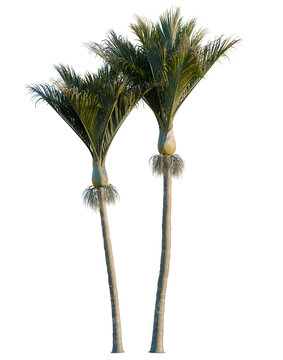 Rhopalostylis sapida tree, elevation, front view, cutout, transparent background, isolate, Elegant Coconut Palm Tree on a Tropical Island, PNG Image, Nature Stock Photo