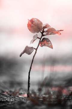 Dying young birch in the fall at dawn. Calm and nature renewal in the early morning. Nature and conservation.