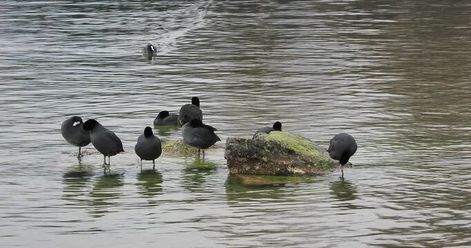 Une troupe de foulques macroules (Fulica atra) rassembl&eacute;s et pos&eacute;s autour d'un rocher nettoyant leur plumages gris-noir &agrave; l'aide de leur bec blanc surmont&eacute; d'un &eacute;cusson 