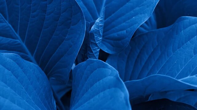 Beautiful natural texture of large plant leaves toned in a deep classic blue color. Abstract floral background for a modern website banner or header design template