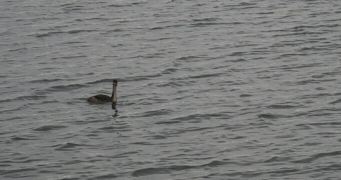 Gr&egrave;be hupp&eacute; (Podiceps cristatus), oiseau aquatique au plumage hivernal  blanc &agrave; reflets roux orang&eacute;, calotte noire ou huppe courte, long bec ros&eacute; et pointu nageant seul au milieu d'un lac