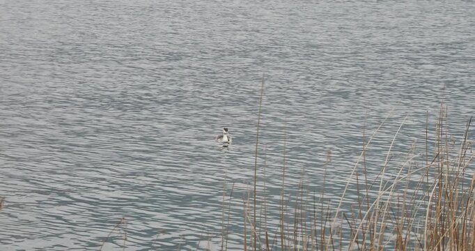 (Podiceps cristatus) un gr&egrave;be hupp&eacute; solitaire au plumage hivernal nageant &agrave; proximit&eacute; d'une roseli&egrave;re 