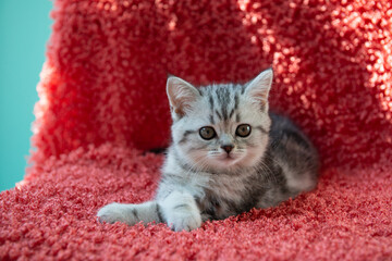 Adorable gray tabby kitten lying on soft red textured blanket and looking at camera. Cozy warm pet portrait with rich color contrast, shallow depth of field and soft light © Khorzhevska