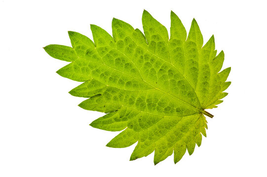 Blatt einer Brennessel isoliert als Freisteller &uuml;ber transparentem Hintergrund