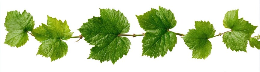 Fototapeta premium Lush green leaves on a thin vine, arranged in a horizontal line, against a white backdrop