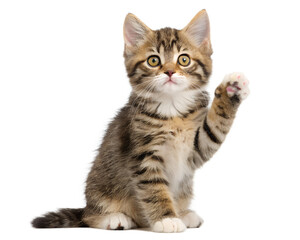 Fototapeta premium Cute Kitten Waving Paw | Tabby Baby Cat Raising Hand Adorable Pose