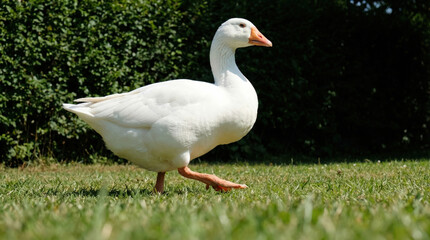 Obraz premium White goose walking on a green lawn with a lush green hedge in the background. Farm bird enjoying freedom outside in nature.