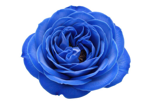 A vibrant blue rose in full bloom showcasing intricate petals on transparent background