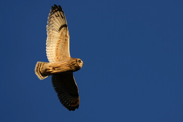 Short-eared Owl Sunset