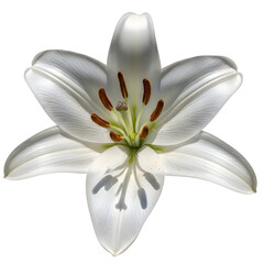 White lily flower with six petals and brown stamens isolated on transparent background