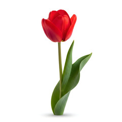 Beautiful red tulip flower with green leaves isolated on white background