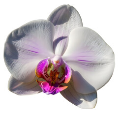 Beautiful white orchid flower with purple center  closeup view  isolated