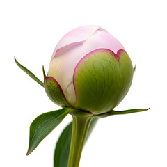 Closeup of a pink peony flower bud with green leaves