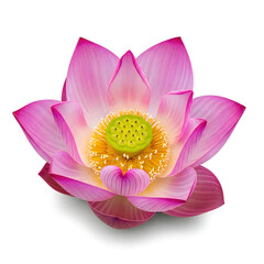 Beautiful pink lotus flower with yellow center and green stamens  closeup view