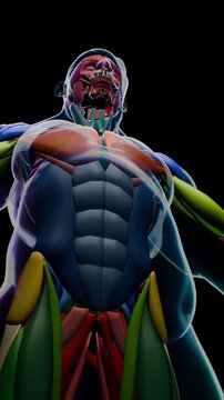 Health Concept of Obesity and Cardiovascular Risk from Visceral and Subcutaneous Fat Accumulation 3D Rendering, burning fat, less belly fat, before and after weight loss, obese person becomes slimmer