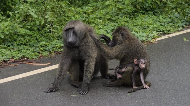Uganda, baboons