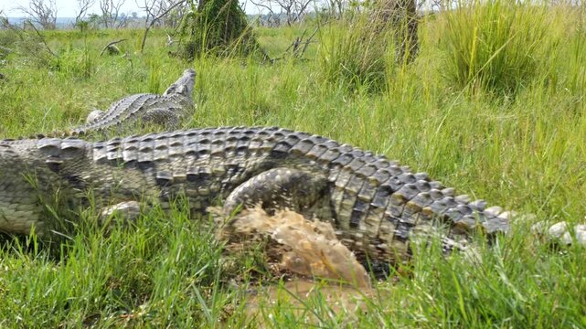 Uganda, crocodile