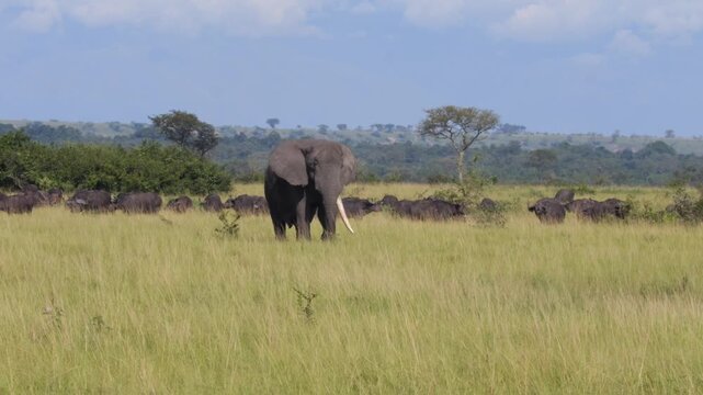 Uganda, elephant