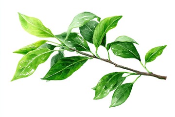 Obraz premium Vibrant green leaves with glistening water droplets adorn a delicate branch