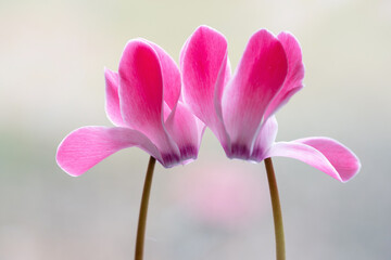 Różowy cyklamen na jasnym rozmytym tle, delikatna wiosenna kompozycja © Elżbieta Kaps