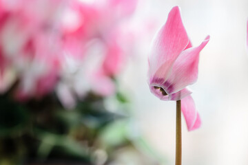 Różowy cyklamen na jasnym rozmytym tle, delikatna wiosenna kompozycja © Elżbieta Kaps