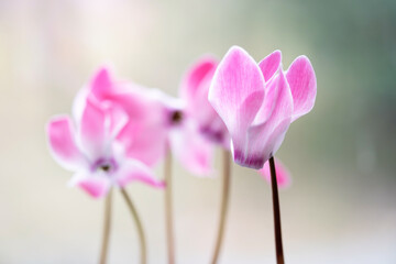 Różowy cyklamen na jasnym rozmytym tle, delikatna wiosenna kompozycja © Elżbieta Kaps