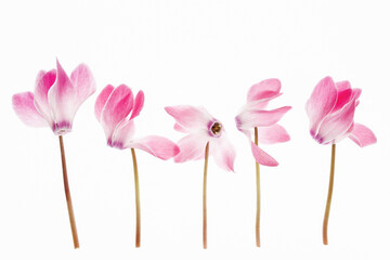 Różowy cyklamen na białym izolowanym tle – delikatna kompozycja kwiatowa © Elżbieta Kaps