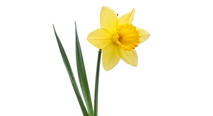Obraz premium Yellow Daffodil Flower with Green Stems and Leaves