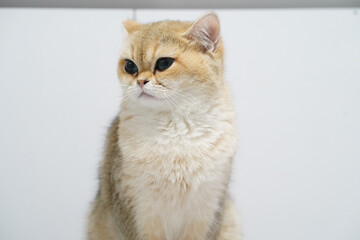 Obraz premium Golden cat fluffy fur green eyes domestic pet sitting white background cute alert short hair whiskers calm expression indoor