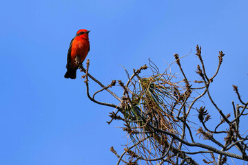 Vermilion Flycatcher - Arizona