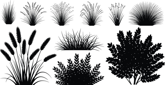 Set of ornamental grasses, shrubs and wheat silhouettes isolated on white background, botanical landscape elements bundle for garden design, cad drawing flat vector illustration,